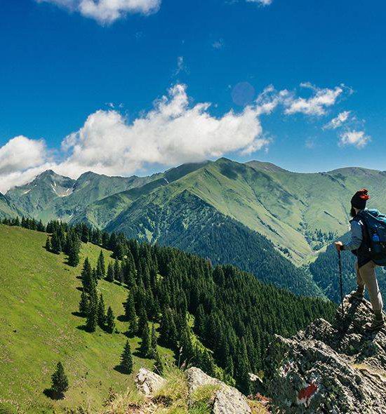 Forests & Rainforests