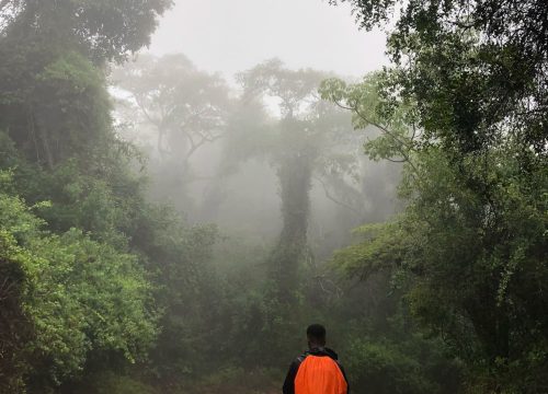 Kakamega Forest – Primate Tracking & Biodiversity Immersion