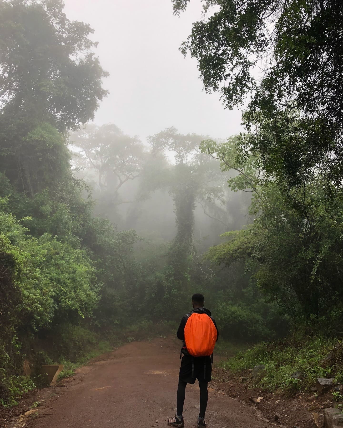 Kakamega Forest – Primate Tracking & Biodiversity Immersion