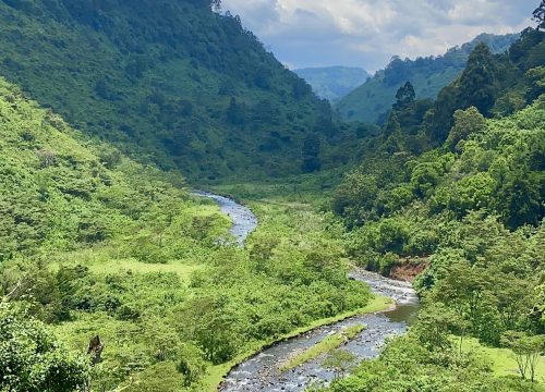 Kakamega Forest – Primate Tracking & Biodiversity Immersion